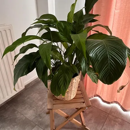 The Travellers' Flat-brussels South Airport Fleurus