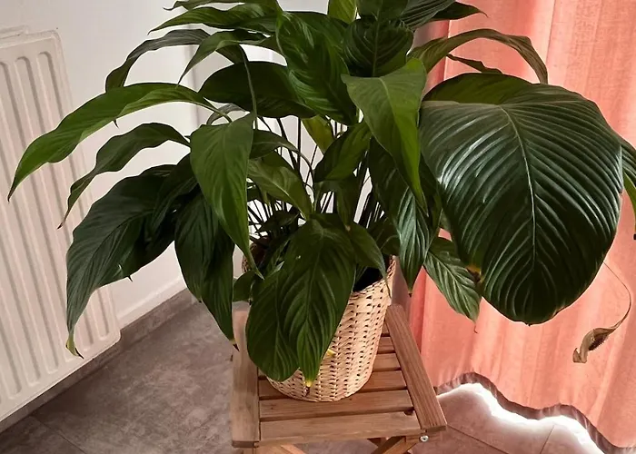 The Travellers' Flat-brussels South Airport פלורוס